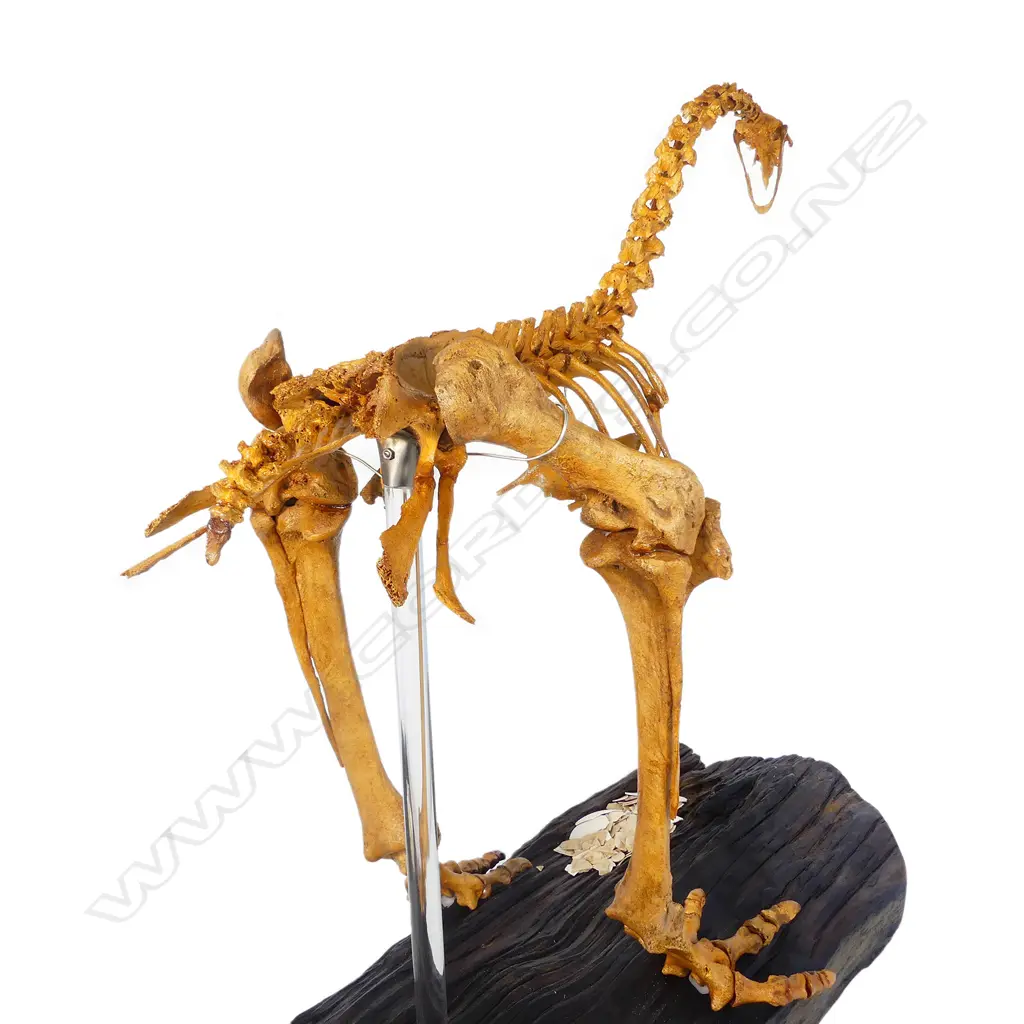 An extinct female adult stout legged moa skeleton display Image 1++
