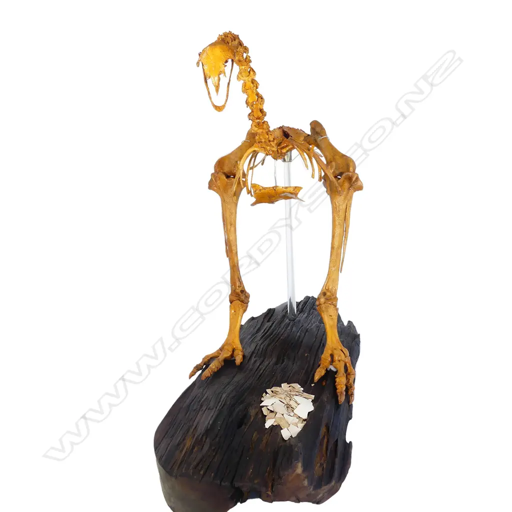 An extinct female adult stout legged moa skeleton display Image 1++