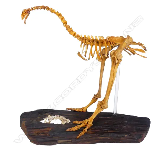 An extinct female adult stout legged moa skeleton display