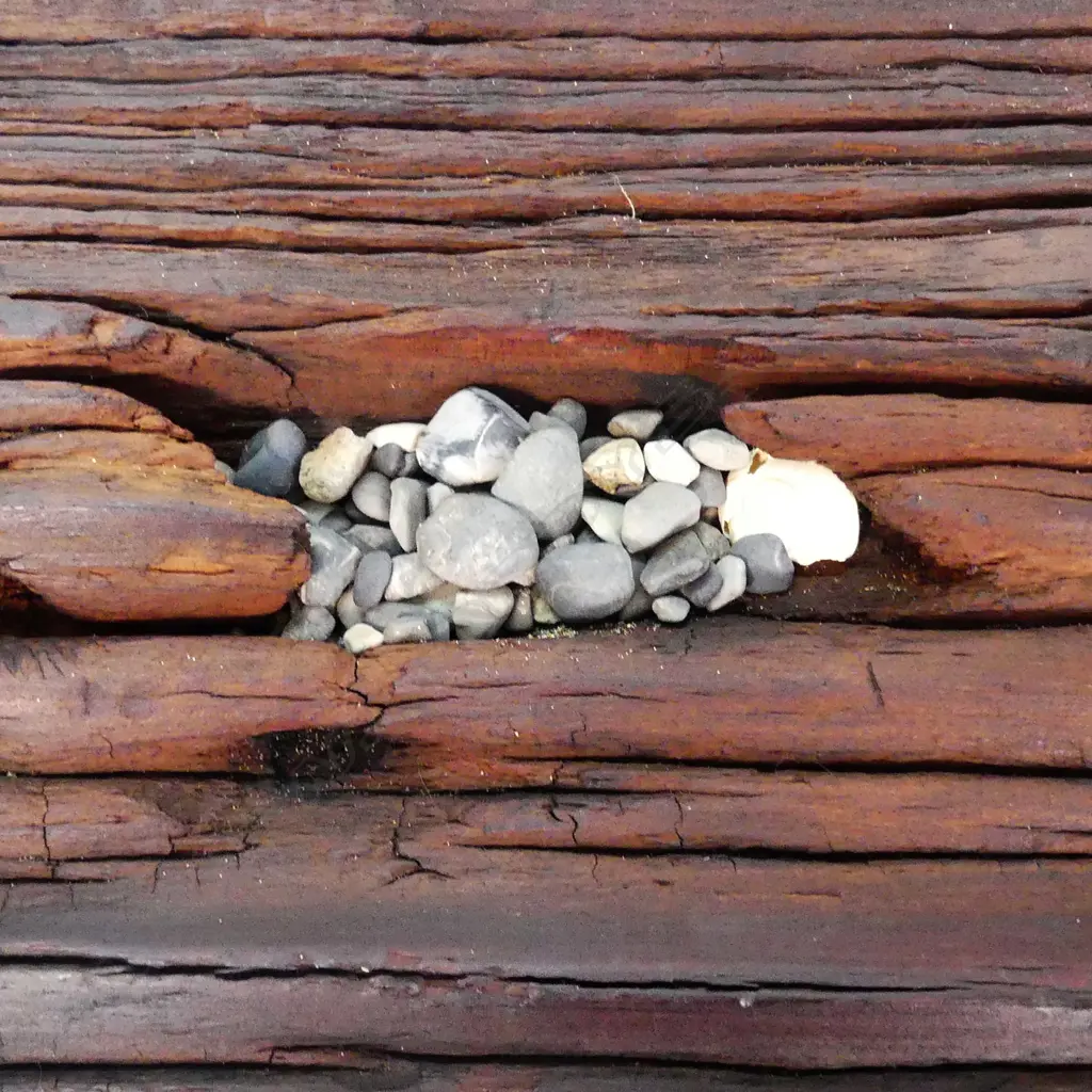 An extinct adult male stout legged moa skeleton display Image 1++