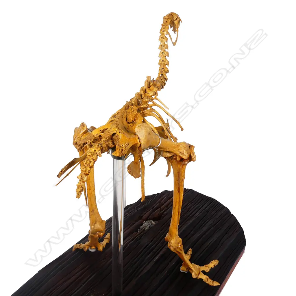 An extinct adult male stout legged moa skeleton display Image 1++