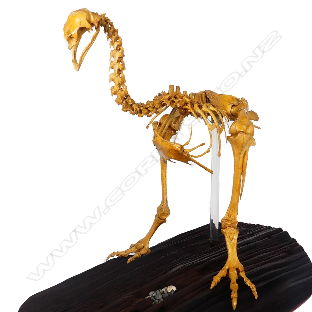 An extinct adult male stout legged moa skeleton display Image 1++