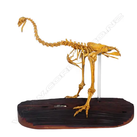 An extinct adult male stout legged moa skeleton display
