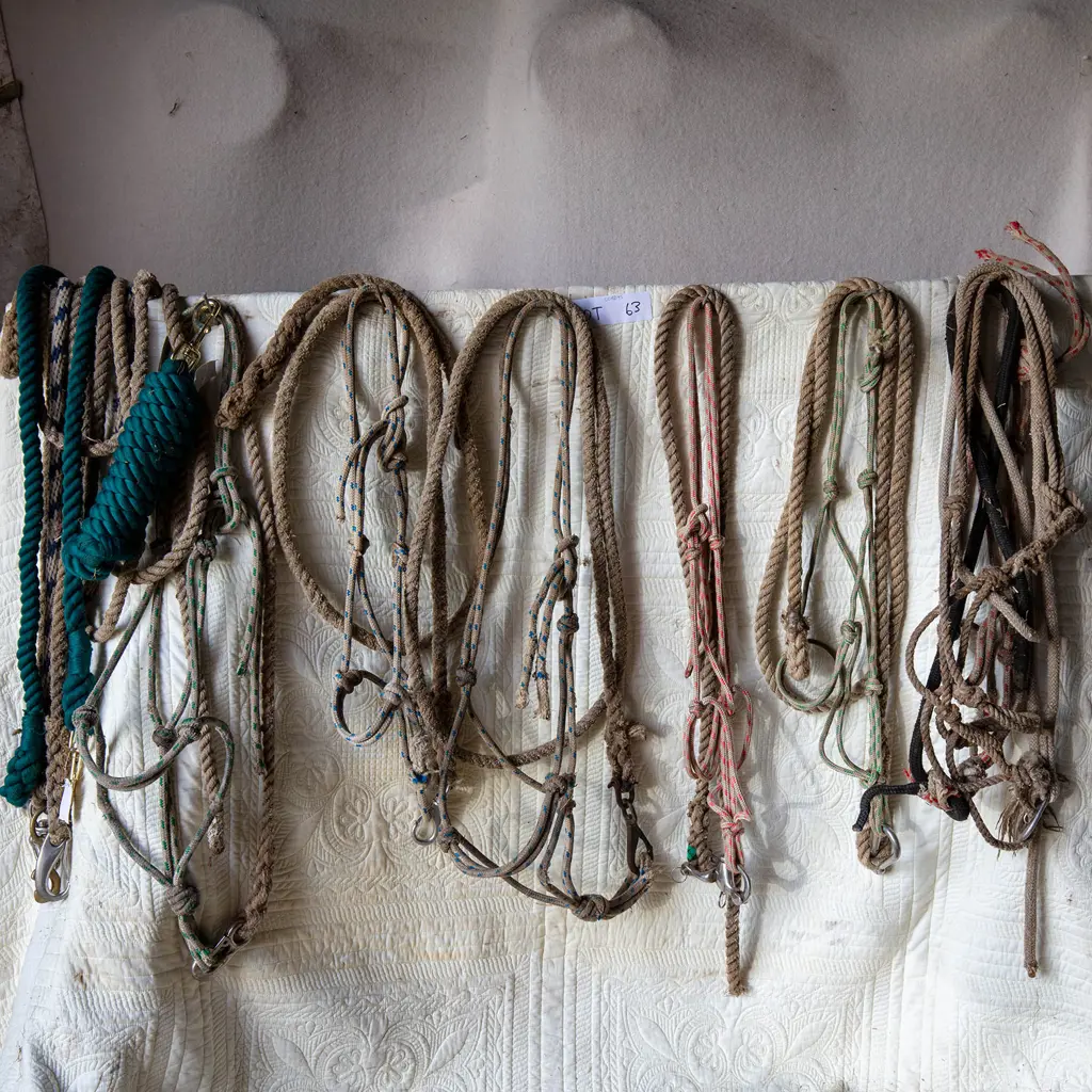 Seven rope Head stalls and four leads Image 1++