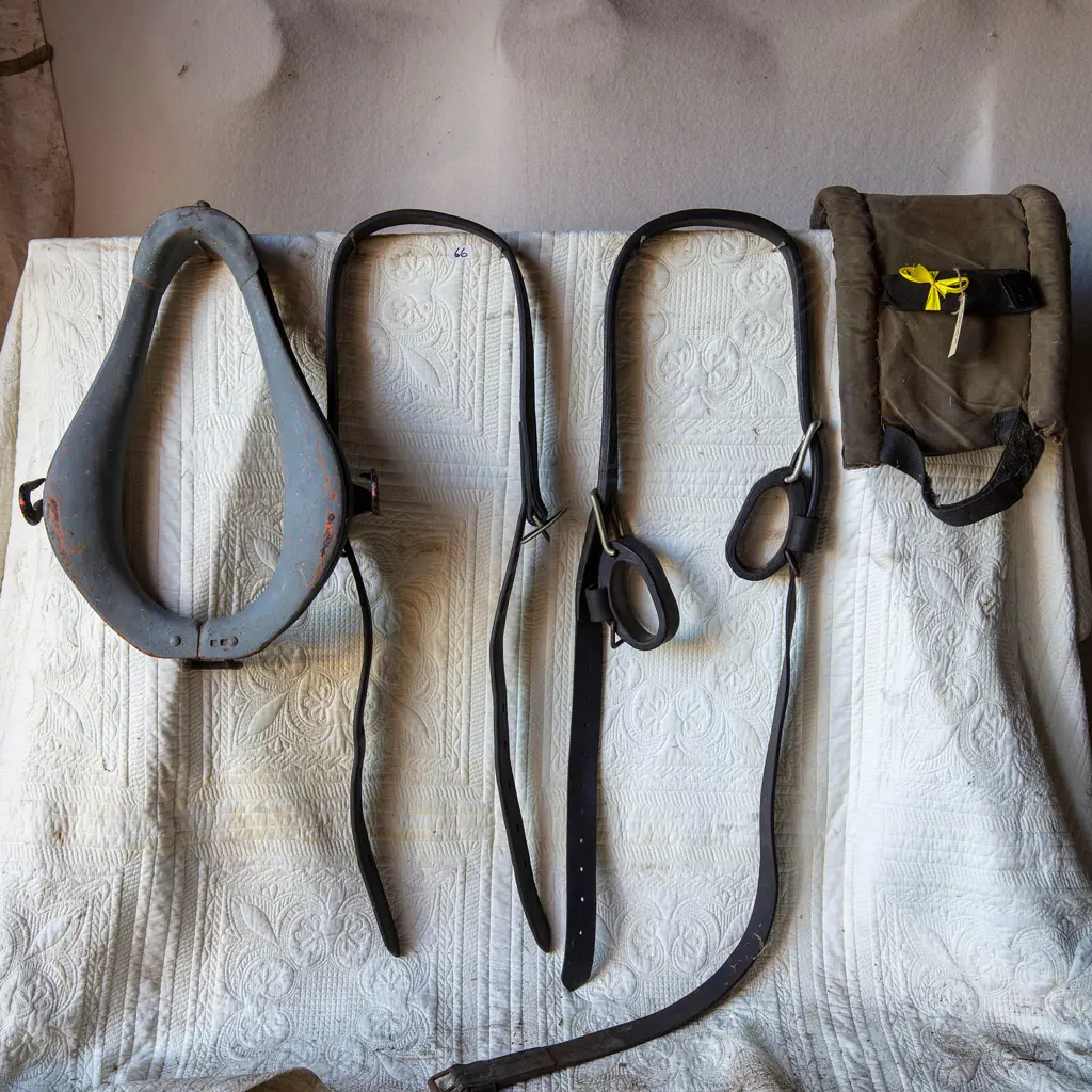 Collar, tugs, lunge pad, belly band, Image 1++