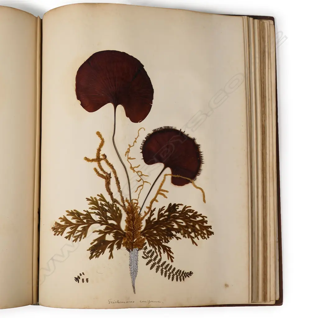 A colonial mottled kauri bound album 'New Zealand Ferns and Scenery', Image 1++