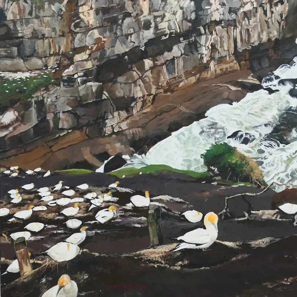 James Ballantyne (NZ) Muriwai Gannet Colony, Image 1++