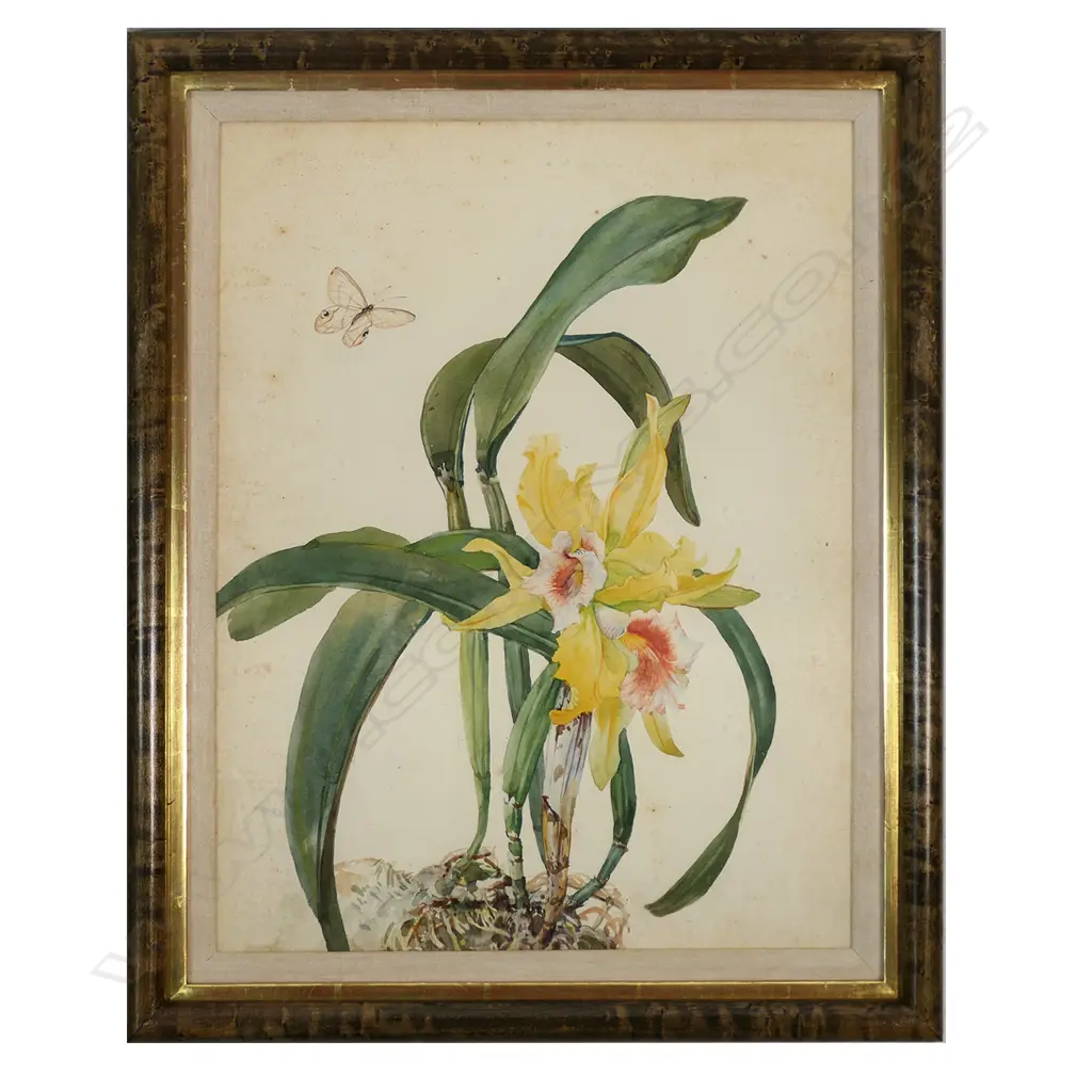 Andrey Avinoff (USSR 1884 - US1949) pair of Cattelya orchid studies, Image 1++