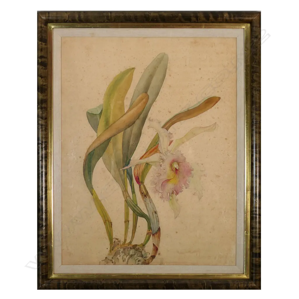 Andrey Avinoff (USSR 1884 - US1949) pair of Cattelya orchid studies, Image 1++