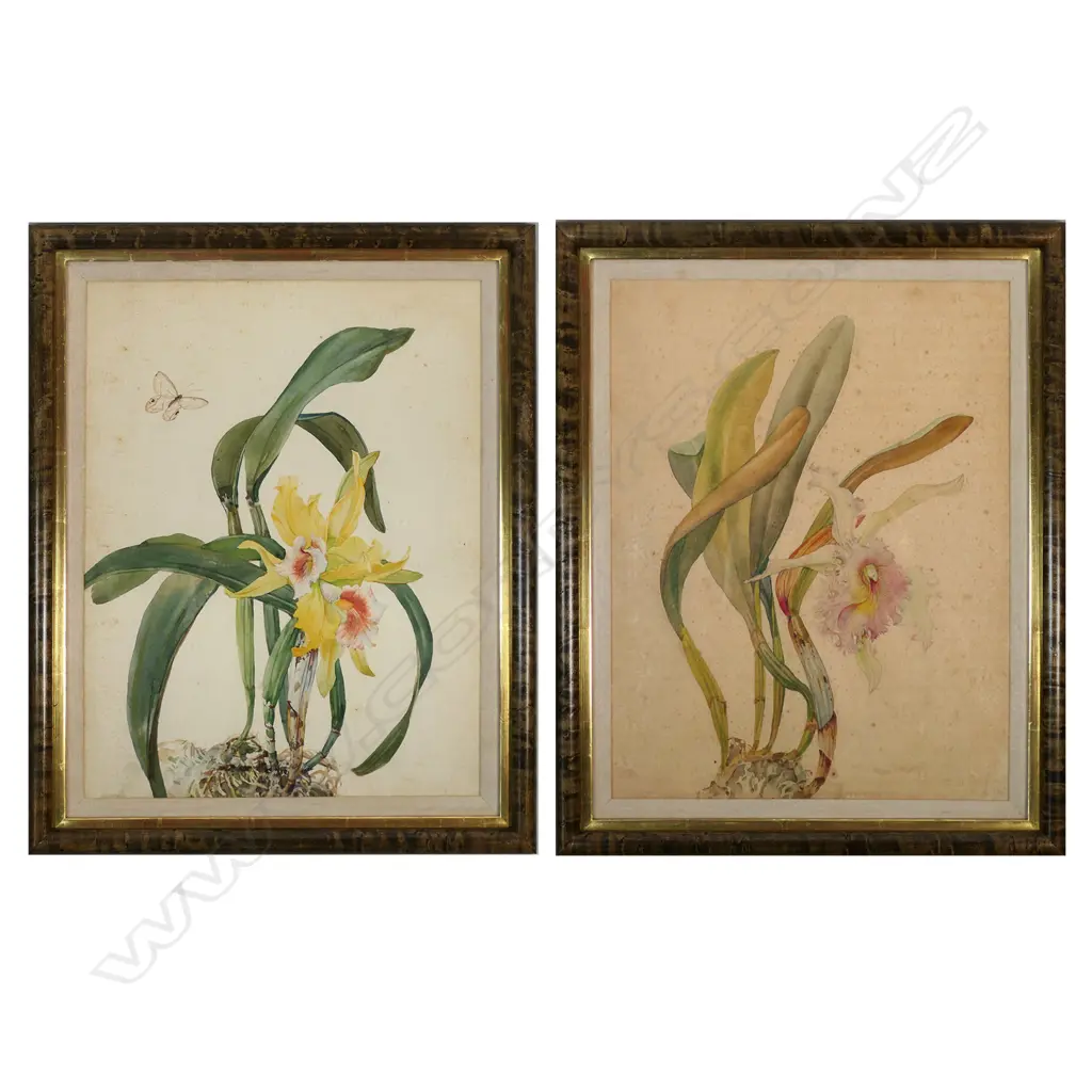 Andrey Avinoff (USSR 1884 - US1949) pair of Cattelya orchid studies, Image 1++
