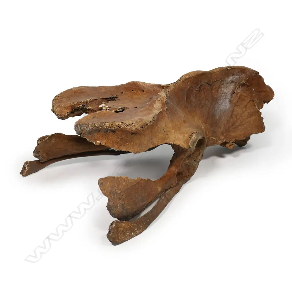 An extinct Moa pelvis, Image 1++