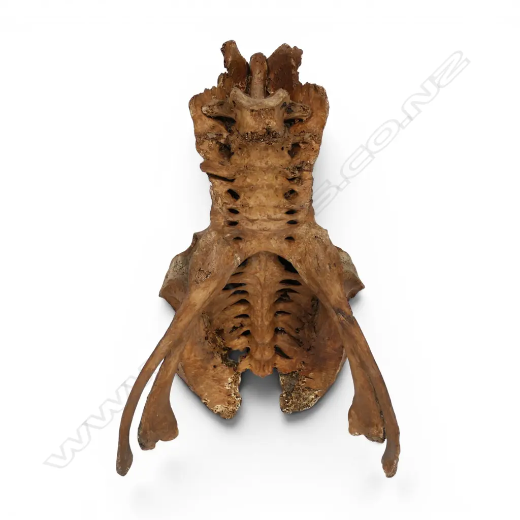 An extinct Moa pelvis, Image 1++