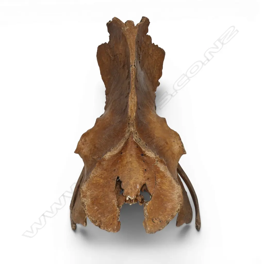 An extinct Moa pelvis, Image 1++