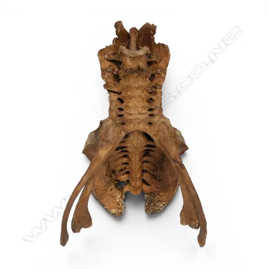 An extinct Moa pelvis,