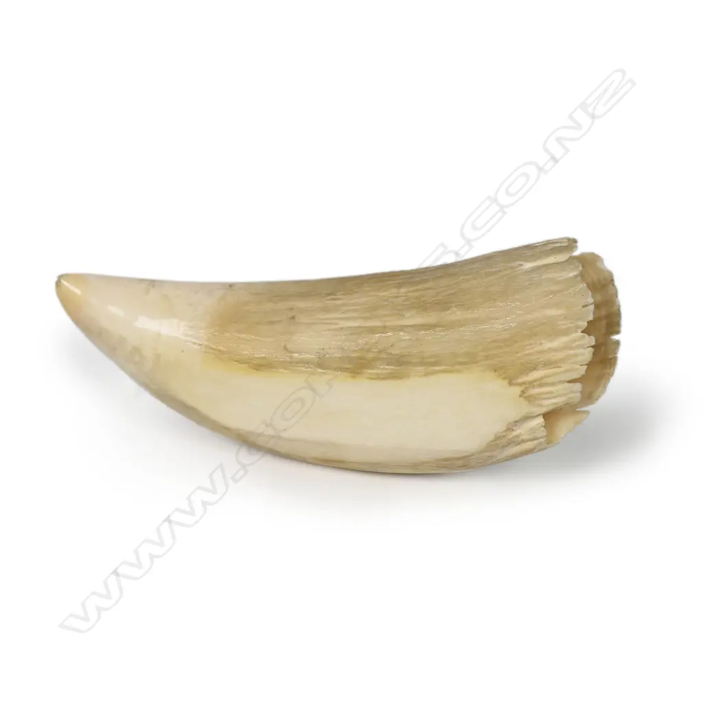 An old whale tooth, Image 1++