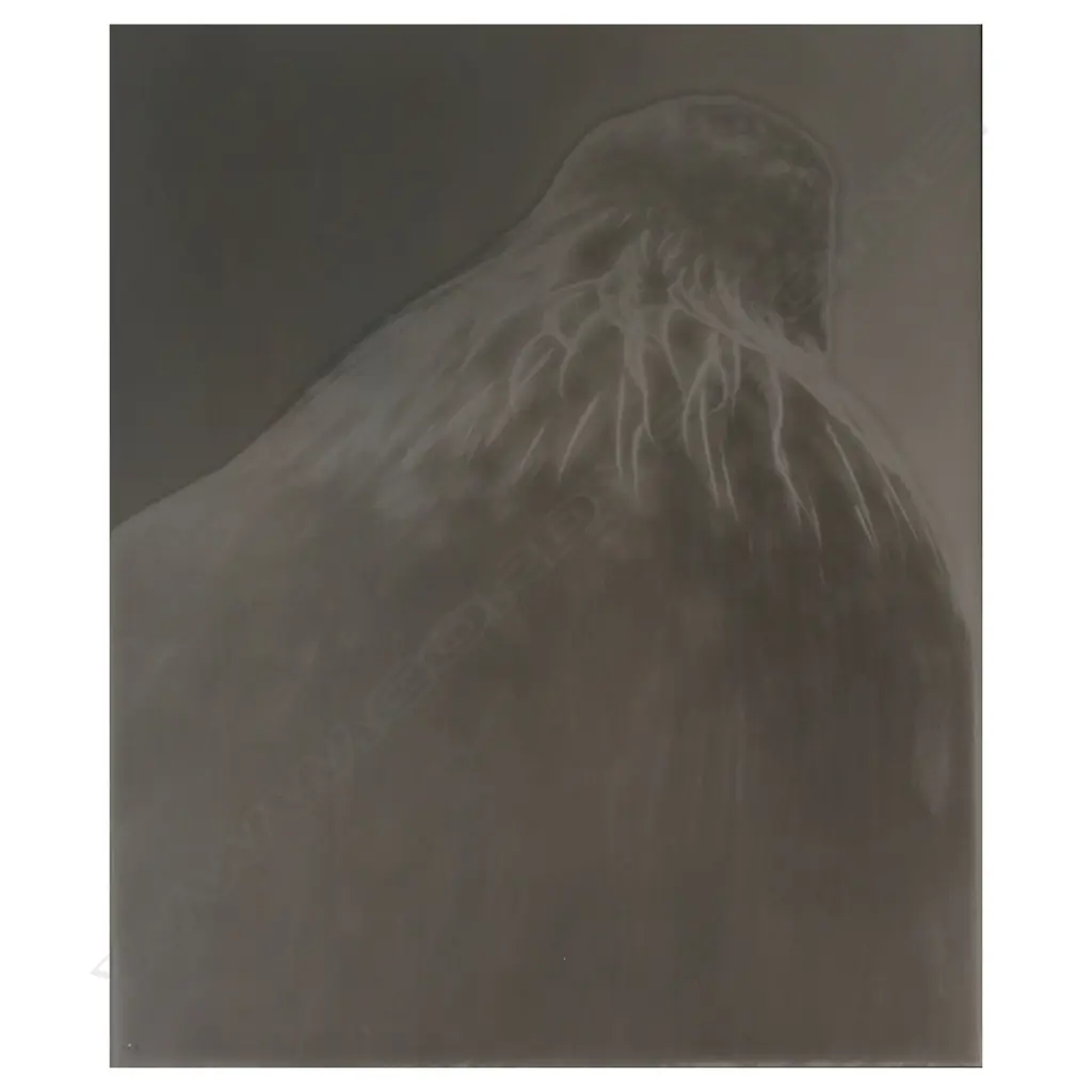 Fiona Pardington (NZ 1961-) 'Tui Mountain', Image 1++