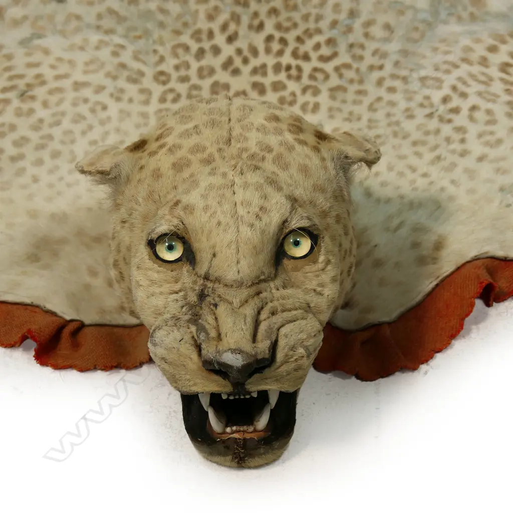 A vintage leopard skin rug, Image 1++