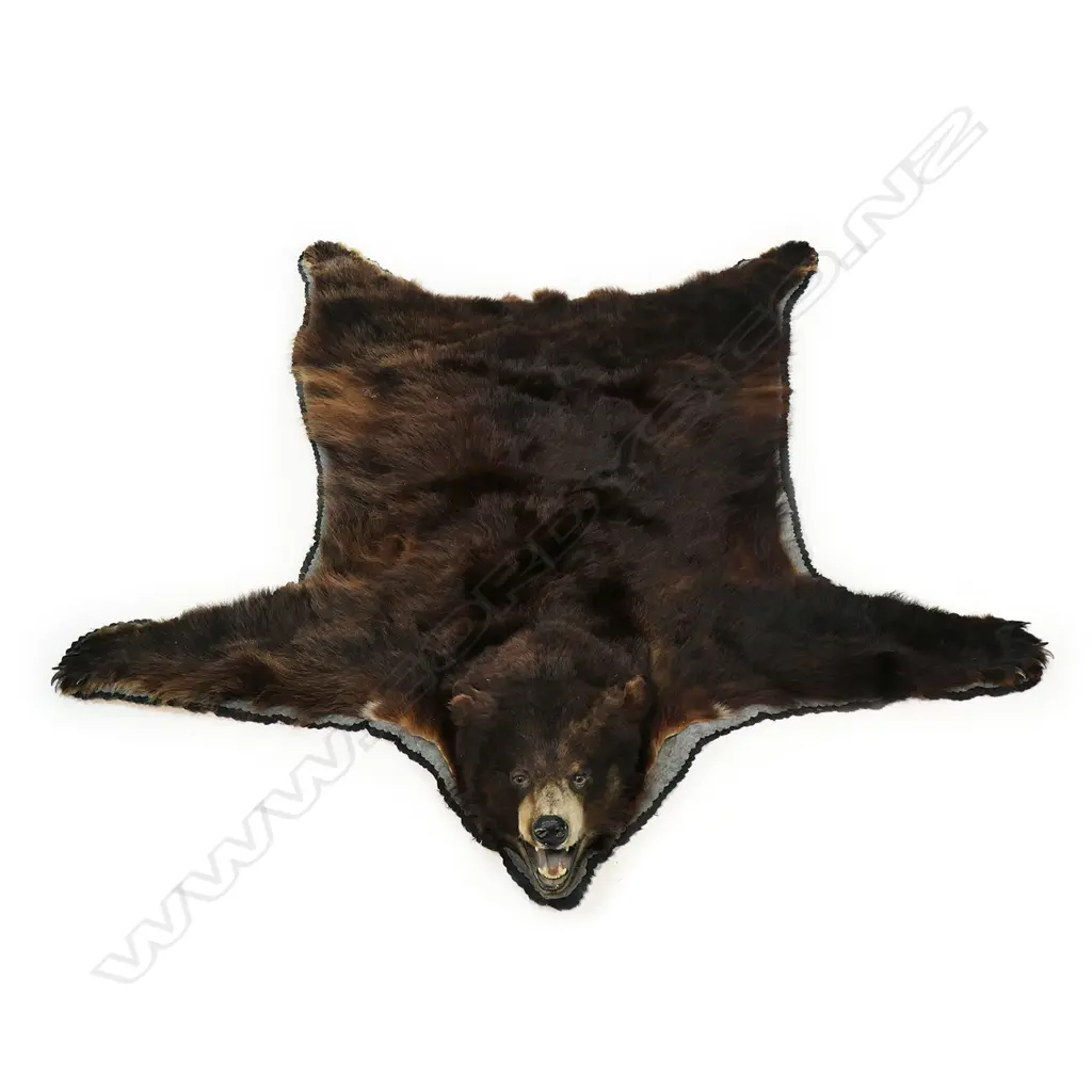 A vintage bear skin rug, Image 1++
