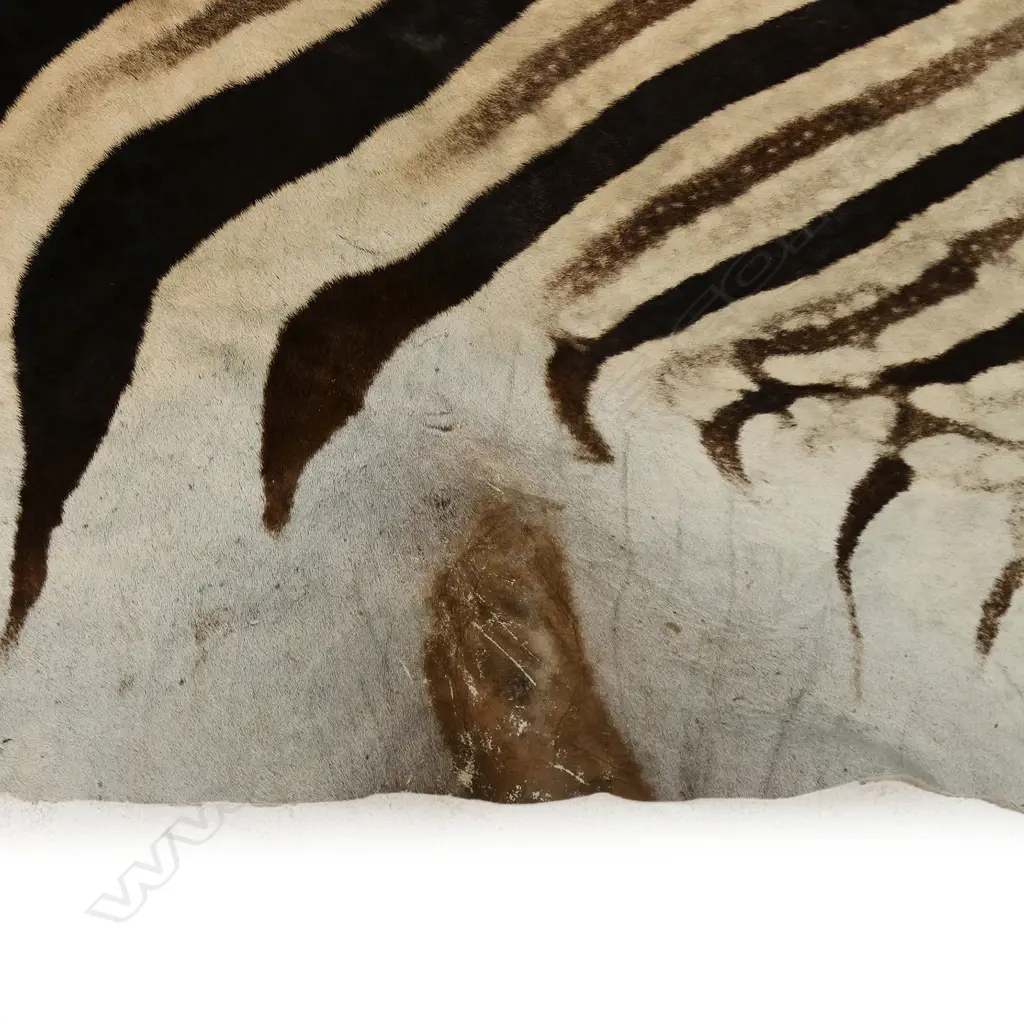 A large zebra hide, Image 1++
