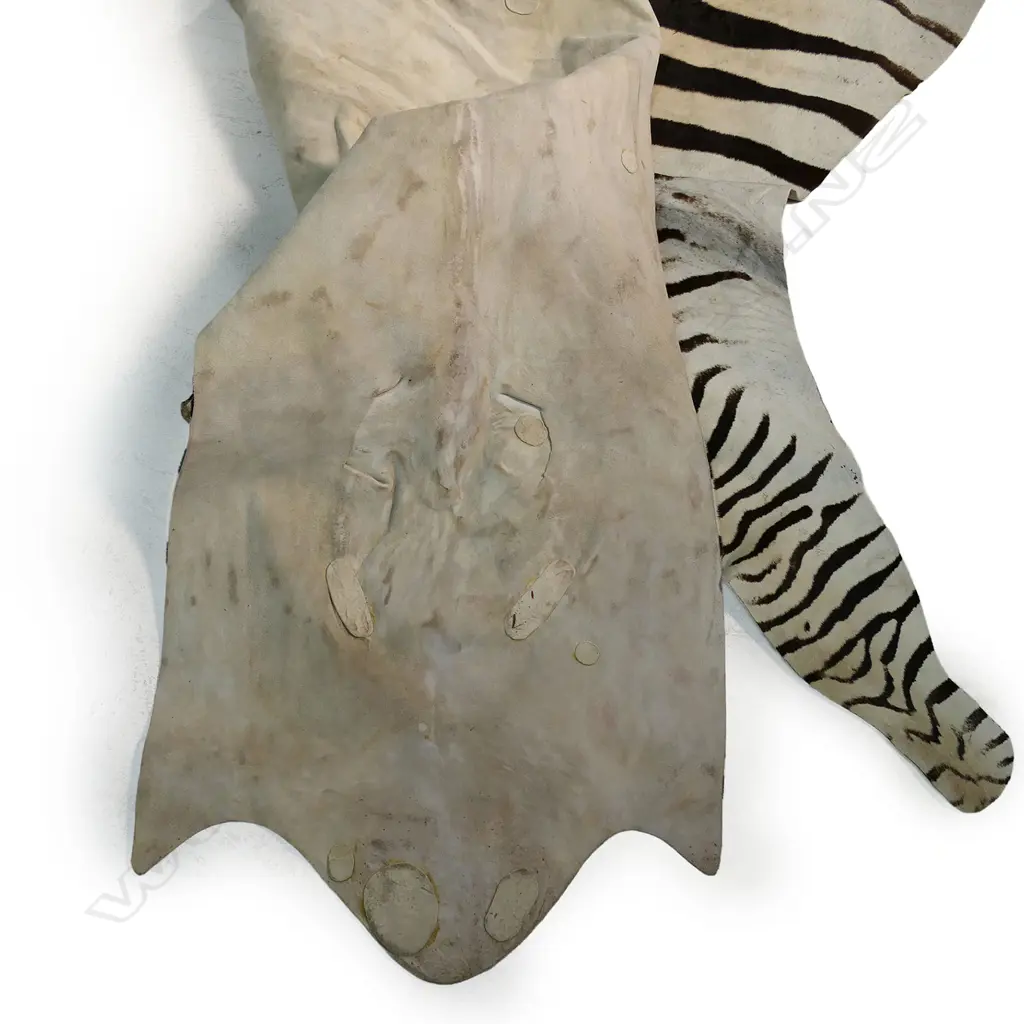 A large zebra hide, Image 1++