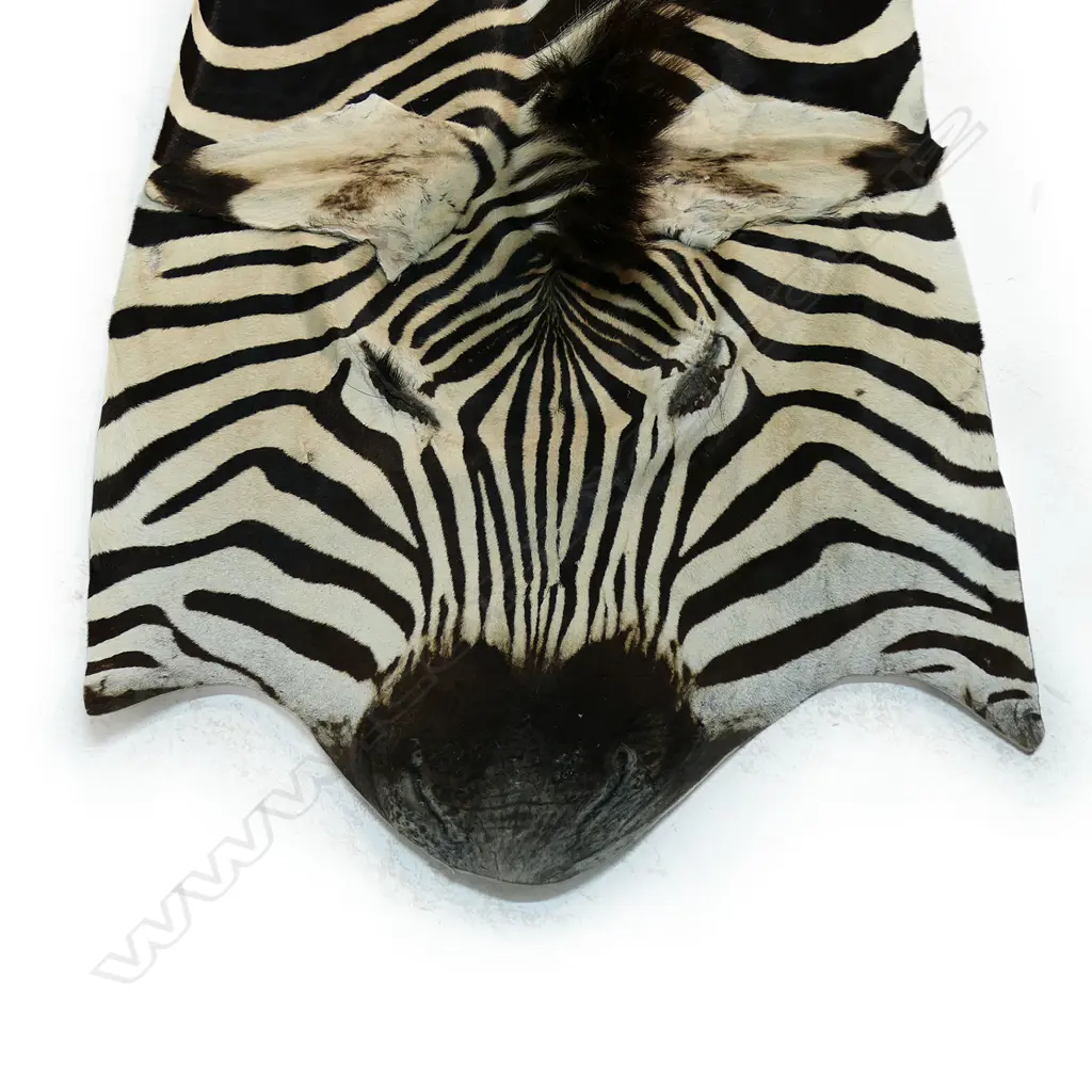 A large zebra hide, Image 1++