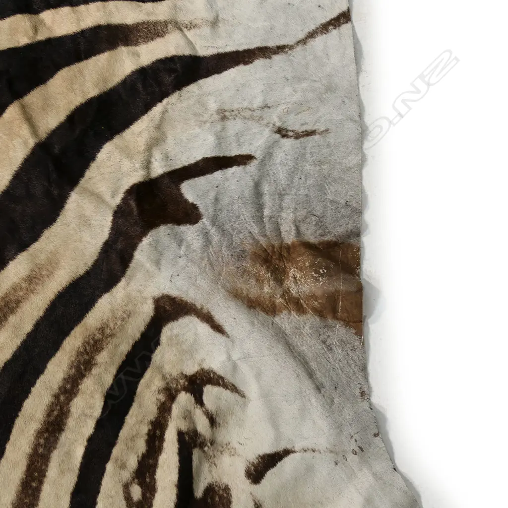 A large zebra hide, Image 1++