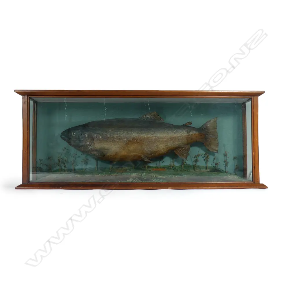 A large old kauri glazed cased rainbow trout Image 1++