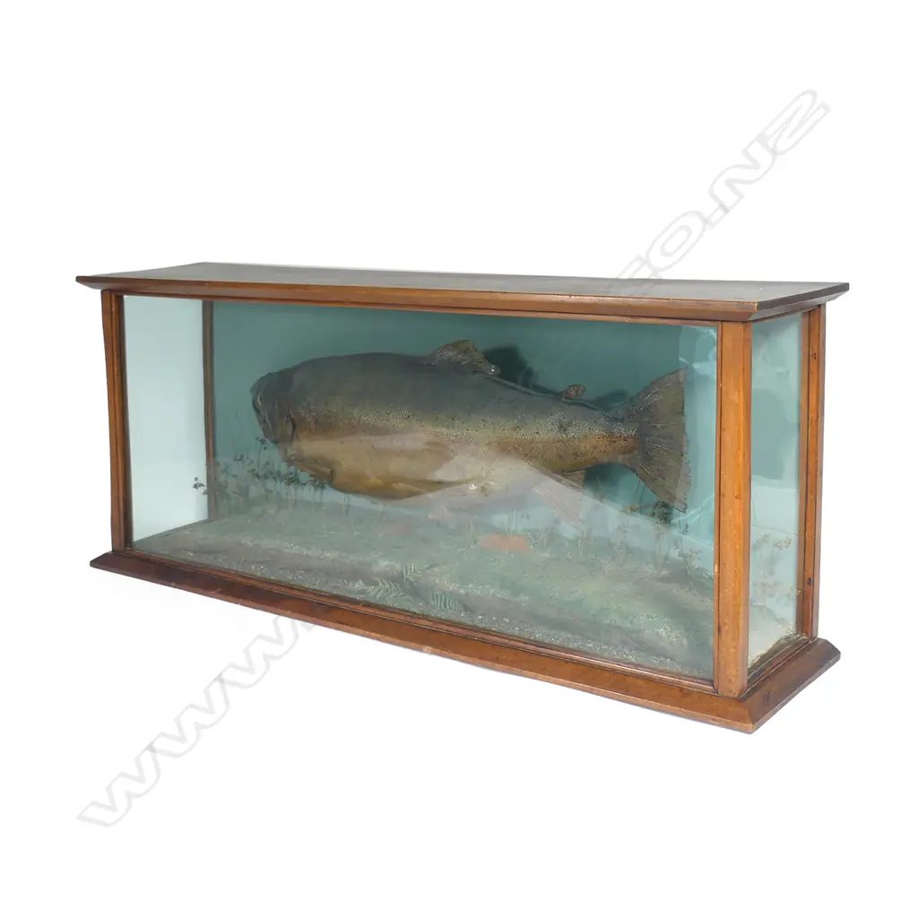 A large old kauri glazed cased rainbow trout Image 1++