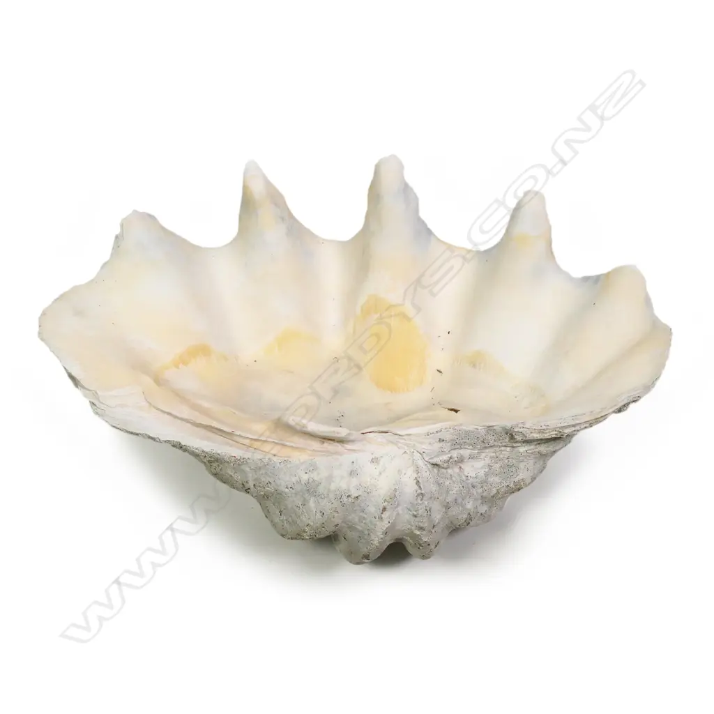 A large and impressive clam shell Image 1++