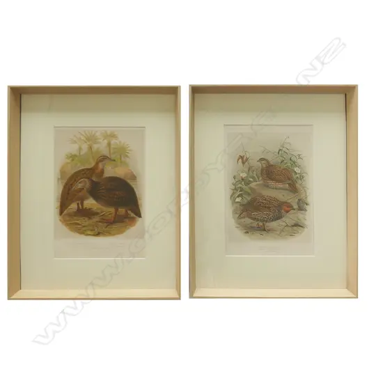 Two framed prints from Buller's Birds