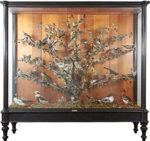 A magnificent and impressive large display case of taxidermy birds Image 1++