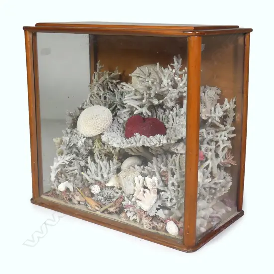 A large and impressive colonial kauri cased coral display