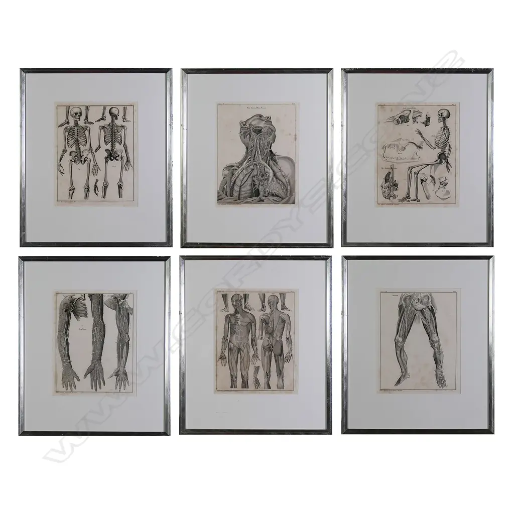 A set of six Lorenz Oken (1779-1851) anatomical lithographs Image 1++