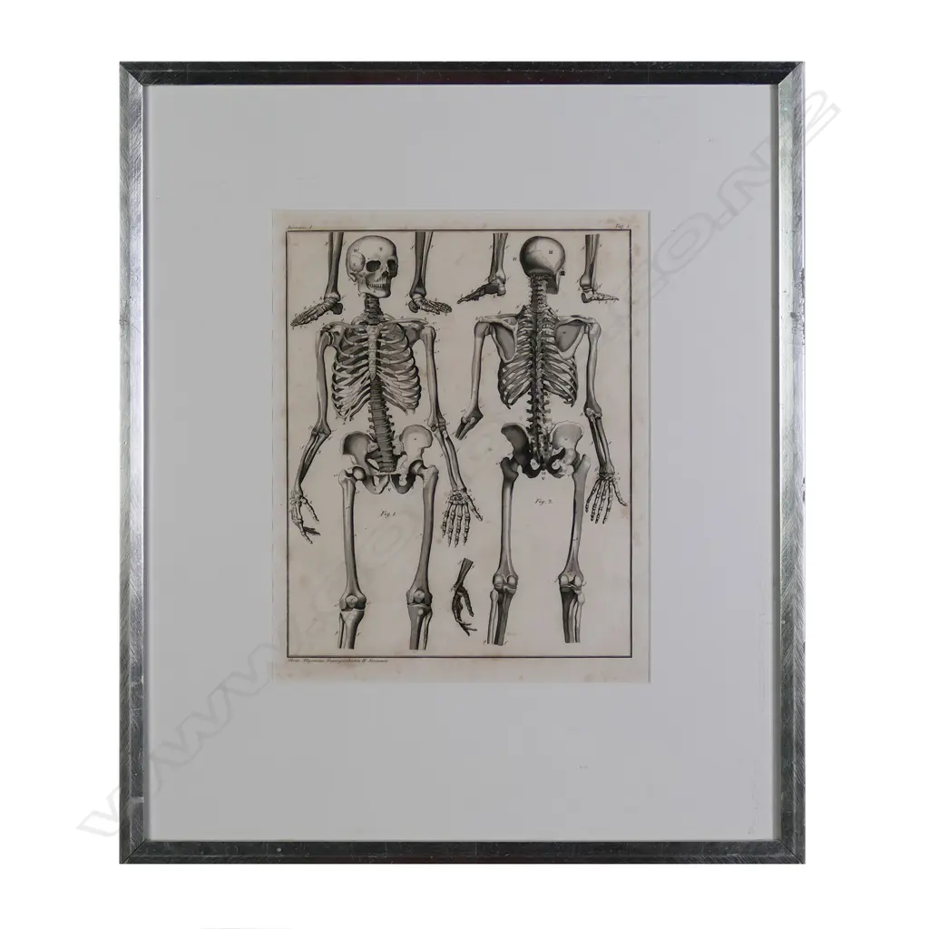 A set of six Lorenz Oken (1779-1851) anatomical lithographs Image 1++