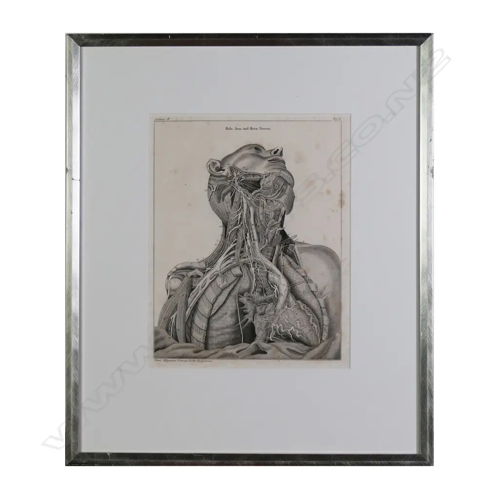 A set of six Lorenz Oken (1779-1851) anatomical lithographs Image 1++