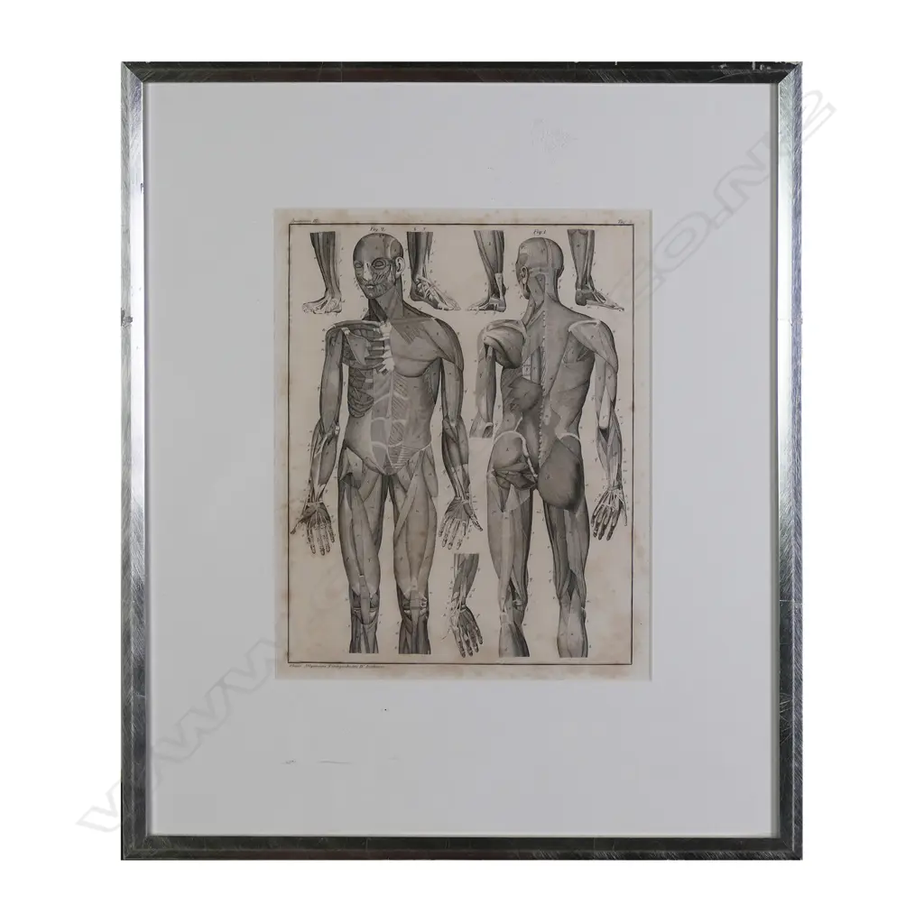 A set of six Lorenz Oken (1779-1851) anatomical lithographs Image 1++