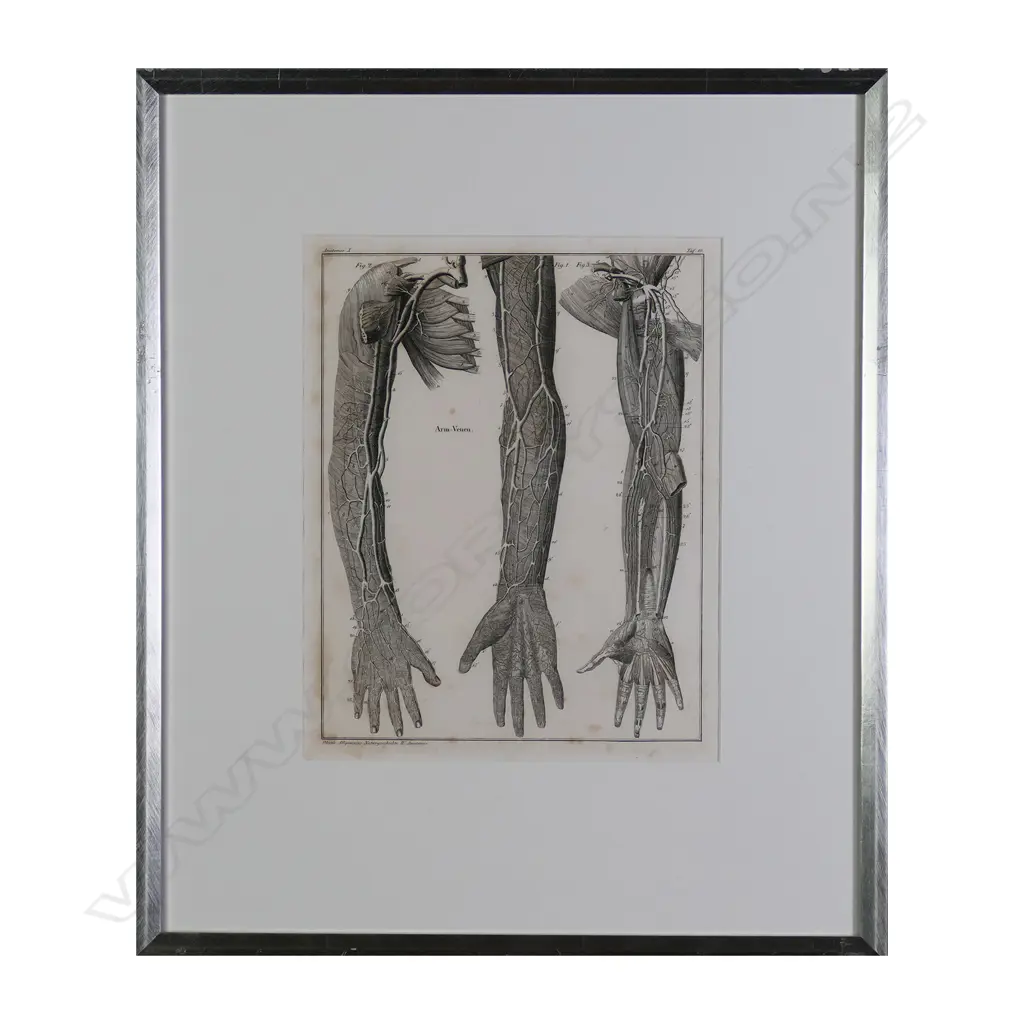 A set of six Lorenz Oken (1779-1851) anatomical lithographs Image 1++