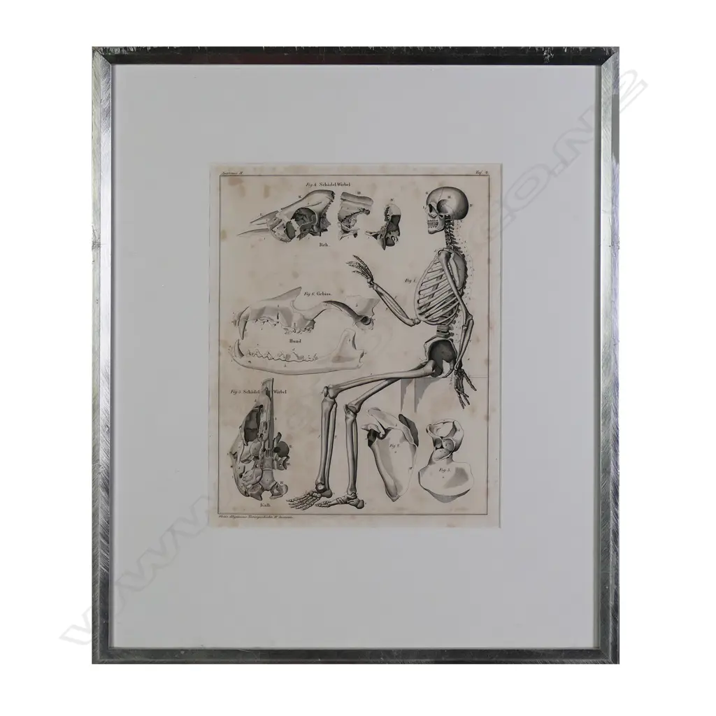 A set of six Lorenz Oken (1779-1851) anatomical lithographs Image 1++