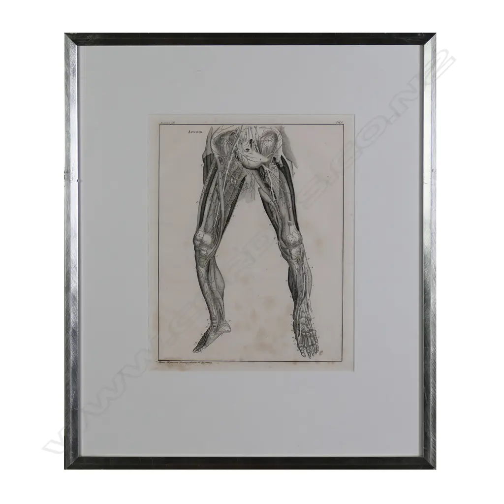 A set of six Lorenz Oken (1779-1851) anatomical lithographs Image 1++