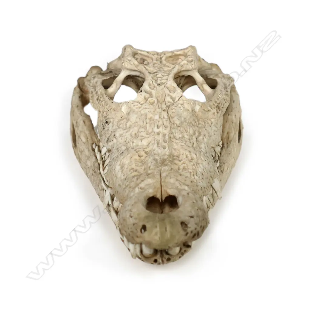 A vintage alligator skull Image 1++