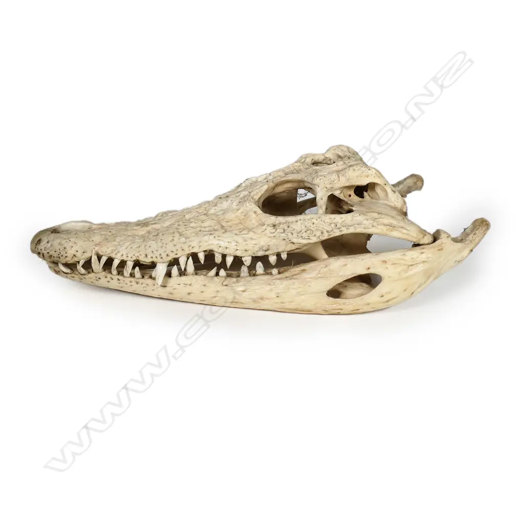 A vintage alligator skull Image 1++