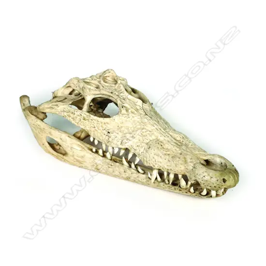 A vintage alligator skull