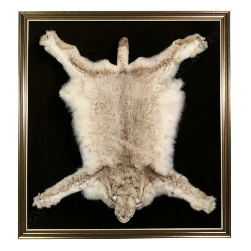 A taxidermy Siberian Lynx Image 1++