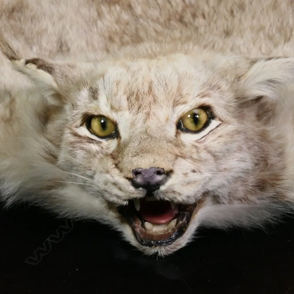 A taxidermy Siberian Lynx Image 1++