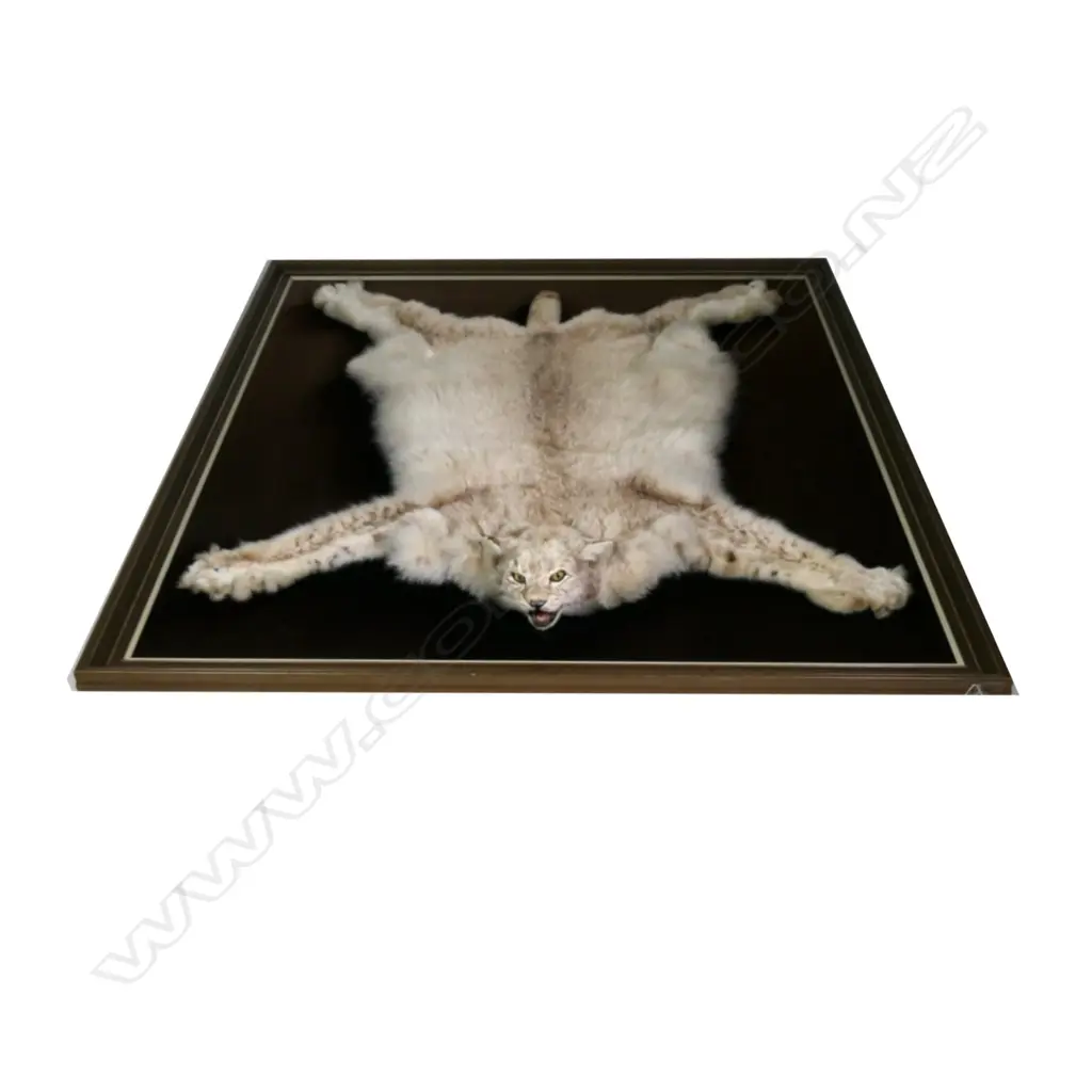 A taxidermy Siberian Lynx Image 1++
