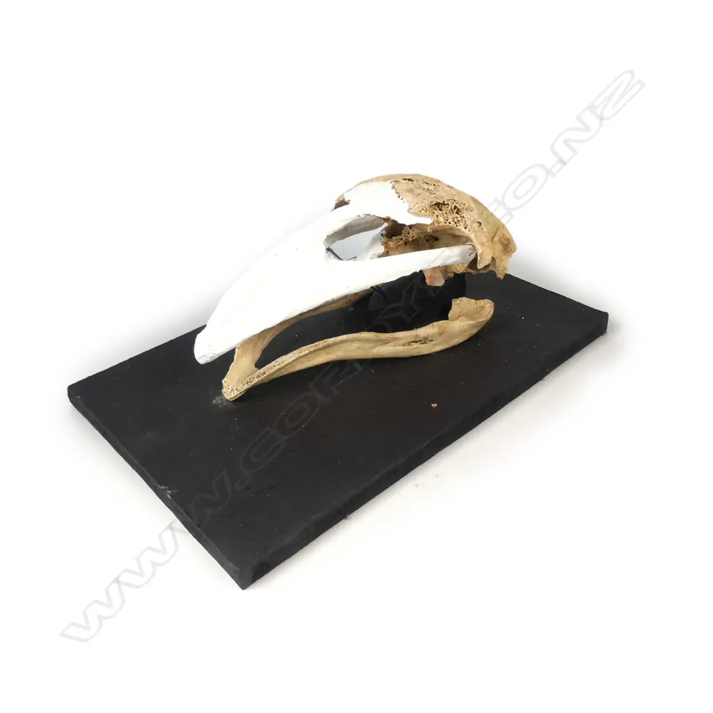 A North Island giant moa skull Image 1++