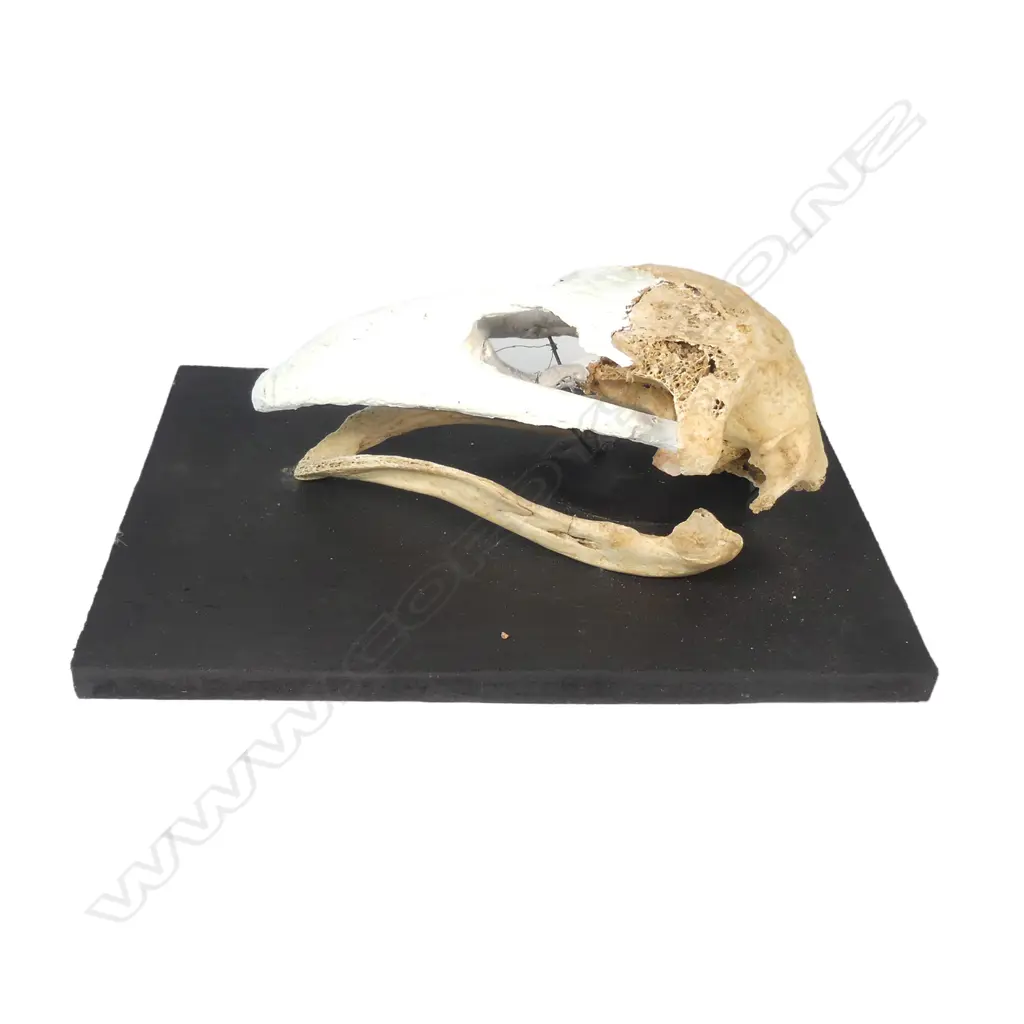 A North Island giant moa skull Image 1++