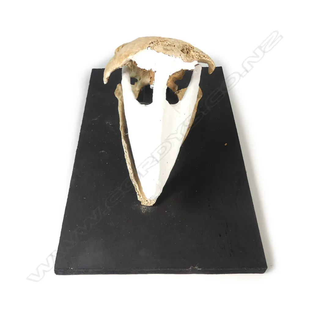A North Island giant moa skull Image 1++