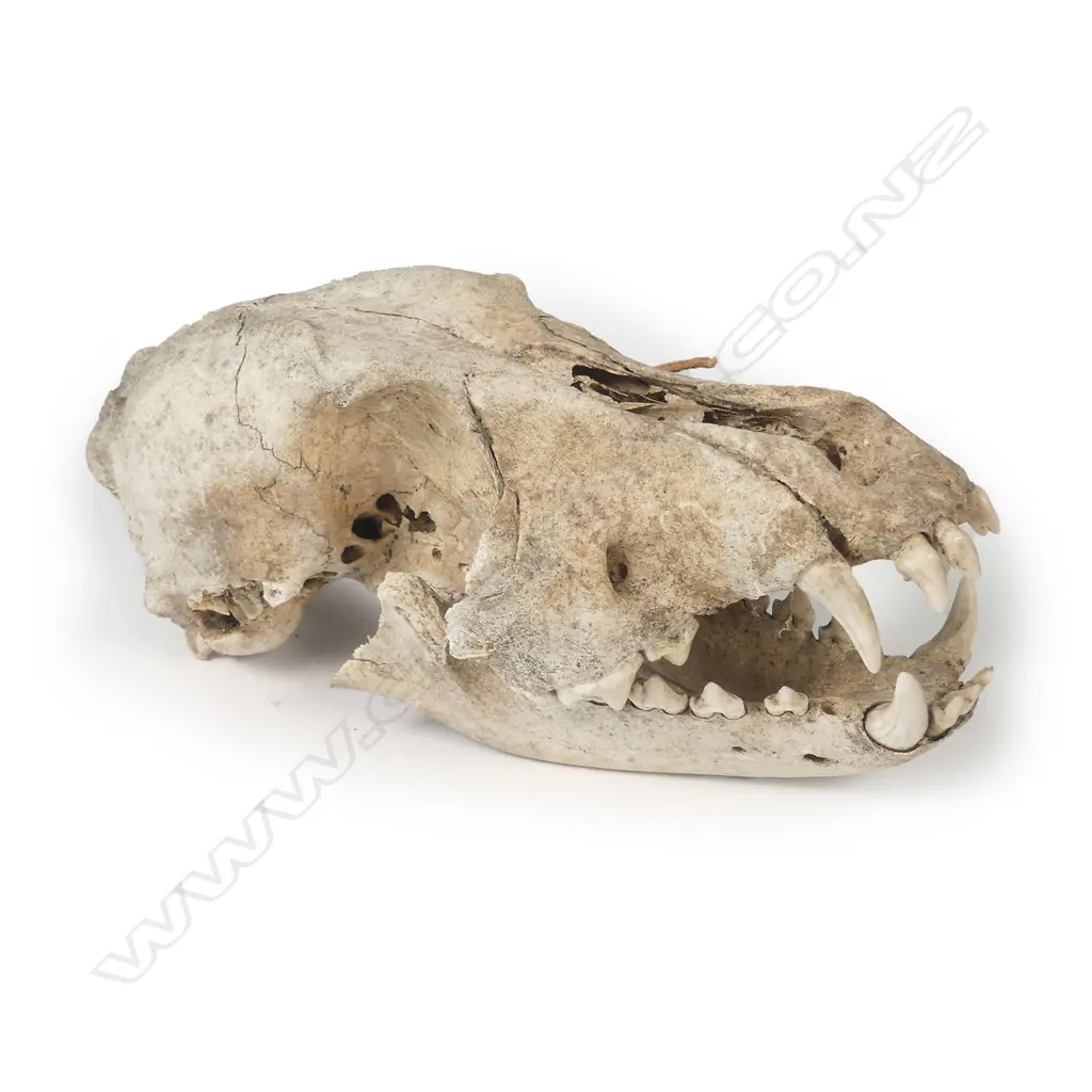 A rare and extinct kuri (Polynesian dog) skull Image 1++