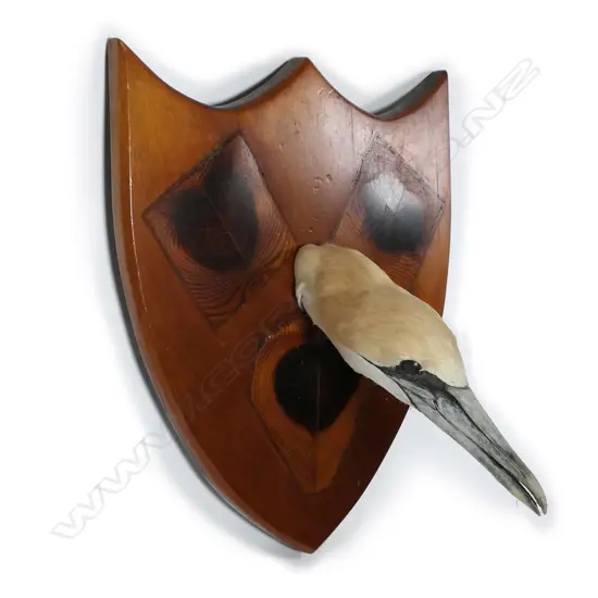 An early 20thC taxidermy seabird’s head